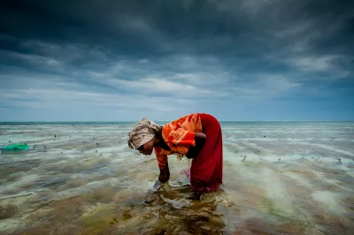 Harvesting Seaweed by Wim Opmeer. This lady is harvesting seaweed to sell it to a factory that exports to Japan.