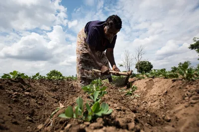 A farmer in Malawi works in her field