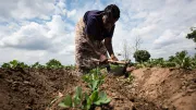 A farmer in Malawi works in her field
