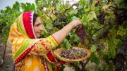 a female farmer in yellow pakistani clothes harvests grapes