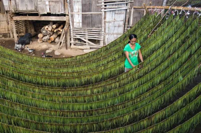 a woman in the philippines squeezes hanging tobacco leaves