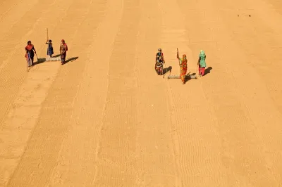 Women walk through a wheat field in Bangladesh