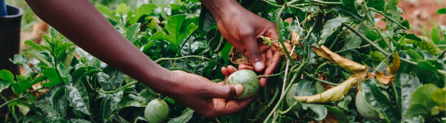 hands holding fruit that is growing on a plant