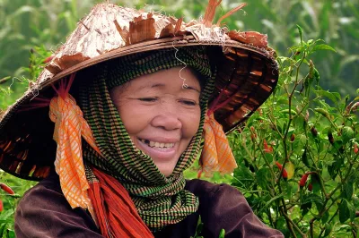 Woman harvesting red chilies, Vietnam | Photo by Trung Vo Chi, 2016 CGAP Photo Contest