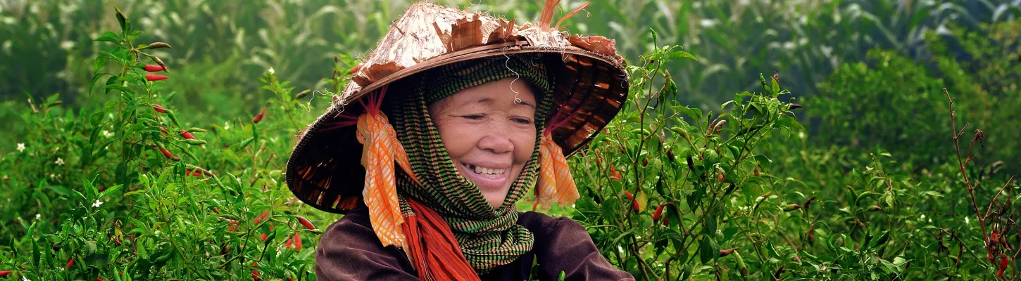 Woman harvesting red chilies, Vietnam | Photo by Trung Vo Chi, 2016 CGAP Photo Contest