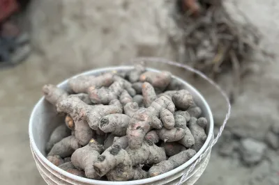 Unprocessed turmeric in a bucket