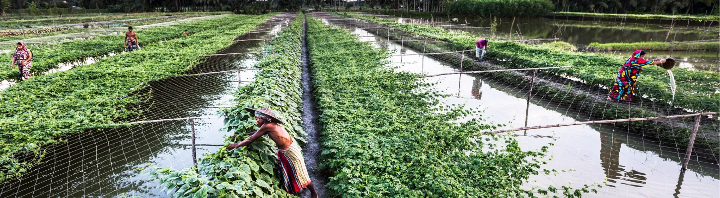 farmers harvesting vegetables and fish