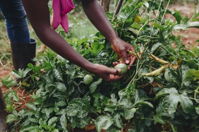hands holding fruit that is growing on a plant
