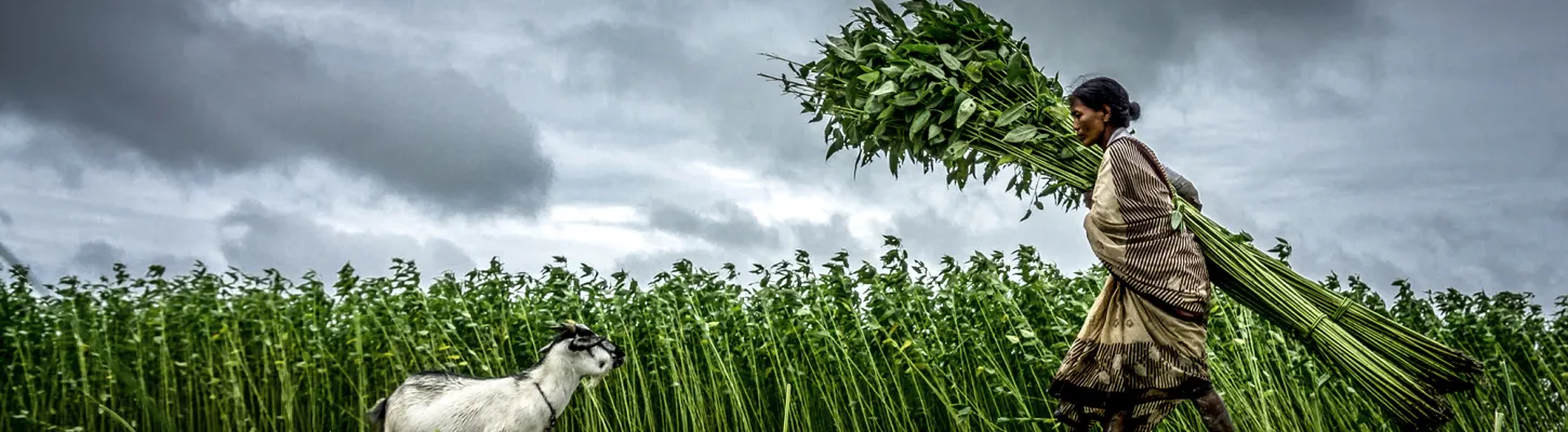Agricultor working next to a sheep