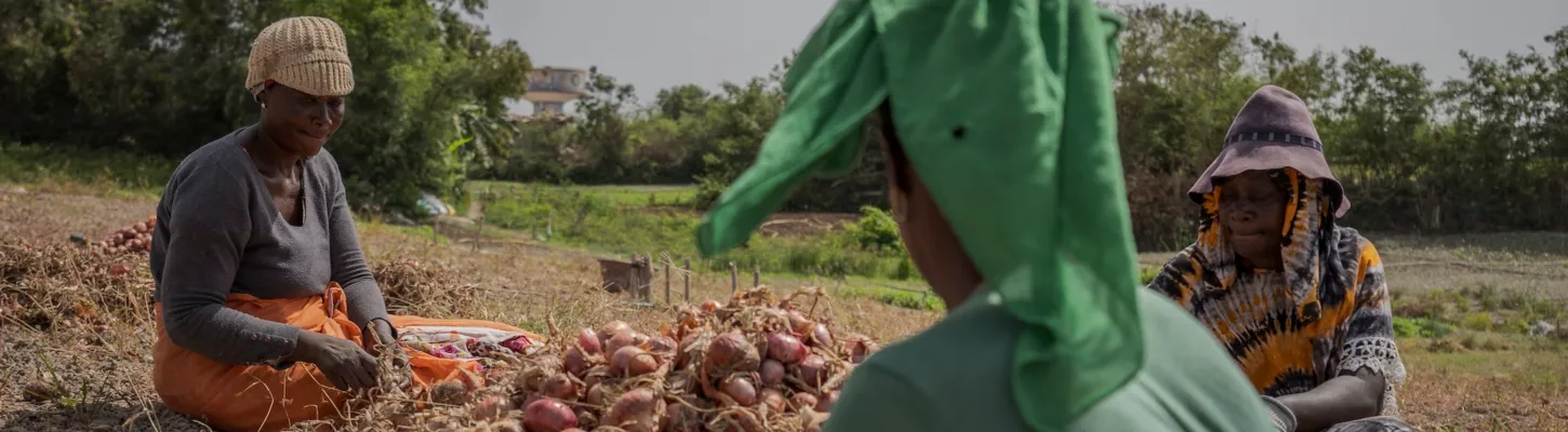 a group of women farmers harvesting onions in Senegal