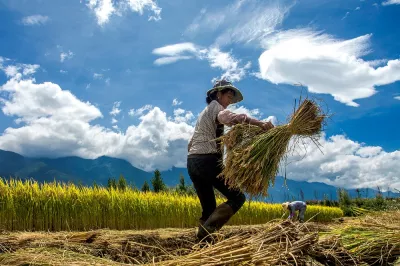 Woman harvesting crops in China