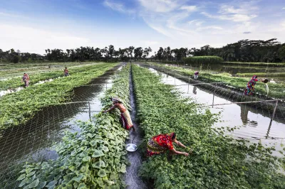 farmers harvesting vegetables and fish