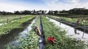 People practice vegetables and fish farming