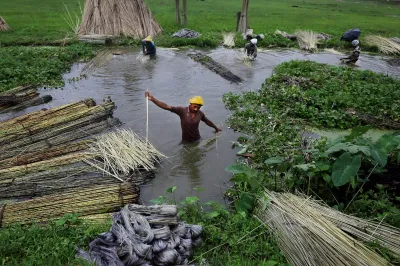 A man harvests in a paddy field