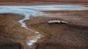Drought in Vietnam, a herd of sheep in the distance